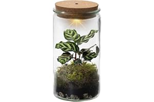 Vdvelde.com - Ecoworld Tropical Weck Glas - Flaschengarten Mit Licht - Mini Pflanzen Terrarium - Ökosystem Im Set Mit Zimmerpflanze - Ø 10,5 cm, Höhe 21 cm