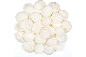 SKOOLOVE 30 PCS Sea Shells 4-5 CM White Small Seashells for Crafting, Crafts DIY Painting Beaching Wedding Decoration, Beach Natural Shells Bulk