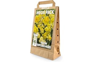 GREENBROKERS Yellow Narcissus Daffodil Bulbs | Big Buy Value Pack | 40 Bulbs | Bee Friendly | Easy Planting | Perfect Spring Flowers | Eco-Friendly Packaging