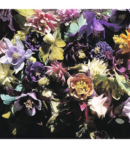 6 Piante Di Aquilegia 'Black Barlow' - Vaso 9x9cm, Fiori Viola Scuro, Perenne Da Giardino - Foto 7