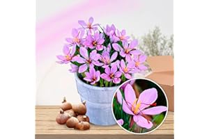 DUTCH BULBS EXCLUSIVE PLANTS FROM HOLLAND Crocus Bulbes Safran Sativus - 50 Bulbes de Fleurs à Planter Exterieur - Plantes Vivaces Exterieur - Rustique - Naturelle Plantes (pas de graines, non artificielle)