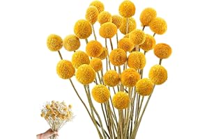 Hullen 43 cm Billy bollar blommor torkade, 36 st Craspedia Globes Decor, torkade blommor gul, naturlig torr växt för gör-det