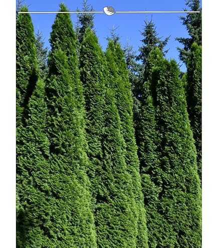 Thuja Smaragd 180-200 cm. 8 Trees of Life. Evergreen, Hardy, Privacy Screen  : Amazon.de: Garden