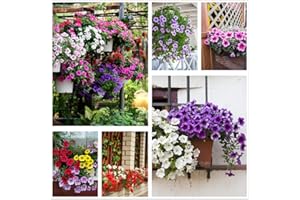 HUA XIAN ZI Petunia Seeds80000 + Pcs 'Color Theme Collection' (Regenbogenfarben) Mehrjährige Blumenmischung Samen, Blumen den ganzen Sommer, hängende Blumensamen ideal für Topf