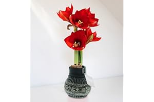 HAPPY PLANTING UK Festive Christmas Amarylis Plant, Potted Indoor Plant, Festive Sleeve Amaryllis, Christmas Plant Gift, Gift Wrapped, 1x Red Amaryllis (Green)