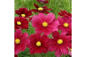 JNHCD Lot de 50 graines Cosmos bipinné à gde fleurs Rubenza (Fleuroselect Novelty) annuel