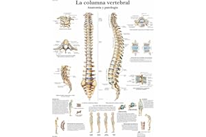 3B Scientific VR3152L Póster Educativo de la Anatomía Humana - la Columna Vertebral Human, Anatomía y Patología