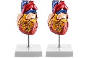 QWORK Human Heart Model, 2 Pack Anatomically Accurate Numbered 2-Part Life Size Heart Medical Model with 34 Anatomical Structures, Held Together with Magnets on Base
