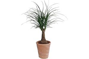 Dominik Blumen und Pflanzen, Elefantenfuß, Beaucarnea recurvata (Syn. Dracena nolina), 1 Pflanze, circa 30 cm, 10,5 cm Topf, 1 Pflanze und Dekotopf terracotta, Zimmerpflanzen, Kübelpflanzen