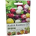 Radish Rainbow Seeds in Pictorial Packet from a UK Seller Amazing Variety Produces Red, Pink, White & Yellow Radishes
