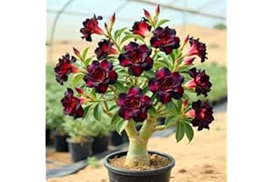 KVHSVB Los bulbos de rosa del desierto tienen colores vibrantes, perfectos para patios y balcones.-1Bulbos-B