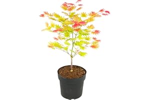 Plant in a Box - Acer palmatum 'Moonrise' - Arce japonés resistente al invierno - Maceta 19cm - Altura 40-50cm