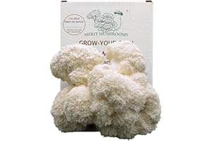 Merit Mushrooms - Large Lion's Mane Mushroom Growing Kit | Ready-to-Grow | Cut and Spray | Mushrooms in as Little as 2 Weeks | Grow Your Own Mushrooms