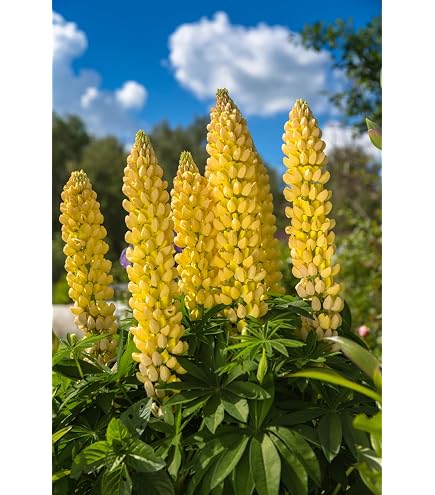 Slupine | Chrestensen Pflanzensamen Lupinen Saatgut 400g | Bienenweide &  Grndngung | Stickstoffsammler fr Sandbden | Nachhaltige  Bodenverbesserung : Amazon.de: Garten