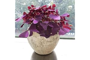 BENOON 100 unidades/bolsa de semillas de trébol morado para decoración de escritorio para mujeres, hombres, niños, principiantes, jardineros regalo