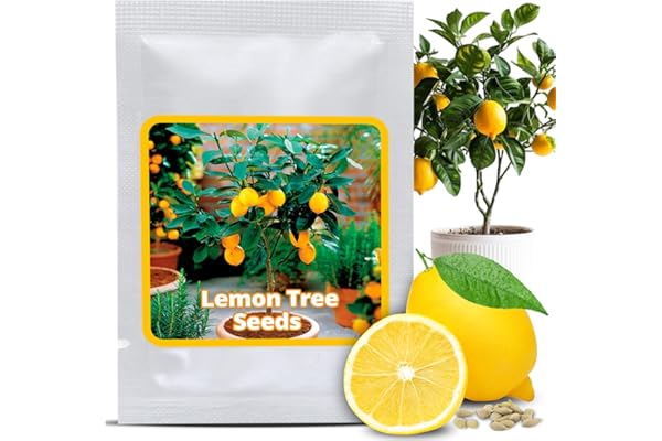 Magic of Nature Graines de Citronnier Mini - 10 Semences Citrus limon pour Vrais Citrons - Adapté Bonsaï & Vivace - Plante d'Intérieur
