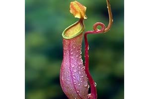 Benoon 100 Stück Krug pflanzens amen, fleisch fressende Nepenthes-Samen hohe Keimung exotische frische fleisch fressende Nepenthes-Samen für den Hof Rose Red.