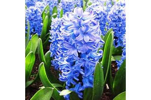 COOTO 3x Jacintos bulbos Flores de jardin Bulbo Jacinto Bulbos de fores primavera Bulbos de Jacintos Chicago