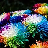puran 100 Stück/Beutel Regenbogen-Chrysanthemensamen Zum Pflanzen, DIY Hohe Keimrate Mehrfarbige Winterharte Mehrjährige Blum