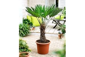 CSL SUNRISE GMBH Seltene Trachycarpus Wagnerianus Hanfpalme bis 100 cm Höhe Frosthart bis -19 Grad