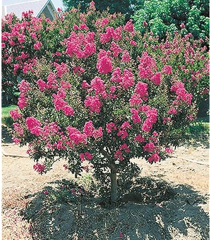 Dehner Glanzmispel Carre Rouge, Photinia fraseri, immergrner Strauch mit  rotem Blattaustrieb, 30-35 cm, 2 l Topf, Heckenpflanze : Amazon.de: Garten