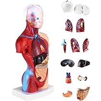 Erler Zimmer Verdauungssystem Lehrtafel - Anatomische Tafel 70x100cm Deutsch/Latein/Englisch