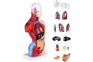 QWORK® 15-Teilig Menschliches Anatomie Modell - Schädel Gehirn Torso und Innere Organe - für Medizinstudenten Ärzte und Lehrer - 28 cm