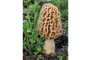 SVI PLAT FIRM Germination Seeds: 10 gr Dry Seeds Spores Grow Morels Morchella Garden Mushroom kit Fungus Mycelium