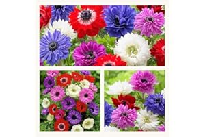 HUMPHREYS GARDEN Anemone St Brigid x 30 Flower Bulbs/Corms. Pretty Mixed Flowers.
