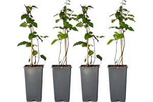 Plant in a Box - Rubus fruticosus 'Thornfree' - Set di 4 - Mora - Mora senza spine - Piante da frutto - Arbusto - ⌀15 cm - Altezza 50-60 cm