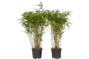 Plant in a Box - Fargesia nitida 'Gansu' - Set de 2 - Bambou sacré - Bambou plante exterieur rustique non traçant - Pot 17cm - Hauteur 50-70cm