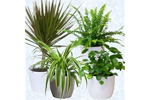 TROPICAL PLANTS UK 4 x Air purifier House plants – Natural dehumidifier & moisture absorber, mould remover & air freshner plants in 13cm pots for home