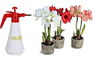 Kraft Seeds Garden Pressure Spray Pump (Assorted) & Gate Garden Amaryllis Lilly Flower Bulbs (Multicolour, Pack of 11) Combo