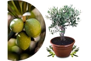 Meine Orangerie Olivenbaum Bonsai - echtes Olivenbäumchen - Olea Europaea - Olive Tree - altes Olivenstämmchen in der Schale - Bonsai Olive mit kurzem Stamm - Olivenbaum echt