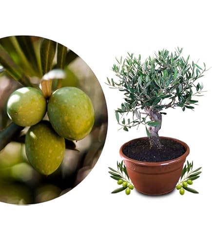 Bonsai - Solitr - Olivenbaum - Olive - Olea europaea - ca. 17 Jahre alt -  ca. 50-55cm hoch : Amazon.de: Garten