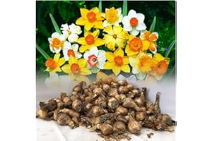 GARTHWAITE NURSERIES® : - 100 Mixed Daffodil/Narcissus Bulbs from Our Best Varieties Great Value Spring