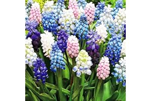 COOTO 100x Bulbos de Muscari Flores Primavera Mix Muscari Bulbos de Jardin Muscari Flores