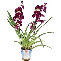 Miltoniopsis"Red Tide" | Orchidee | Rote Blüte | Höhe 45-50 cm | Topf-Ø 12 cm