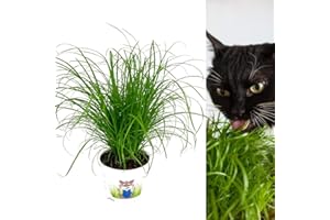 Carbeth Plants Cat Grass Cyperus ‘Zumula’ in 13cm Pots - Safe Non Toxic Grass for Cats - Pet Friendly Indoor Catnip Plant for Digestion & Wellbeing - Easy to Grow Houseplant