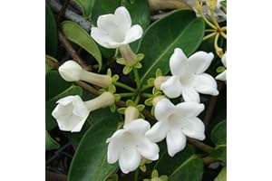 CARBETH PLANTS Stephanotis floribunda on a Hoop - Madagascar Jasmine in 12cm Pot - 40cm in Height - Fragrant Star Shaped Flowers