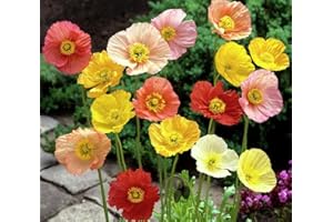 FLOWERSEEDSUK 500 Papaver Poppy Nudicaule Iceland Mix Seeds - Mixed Colours - 500 Seeds