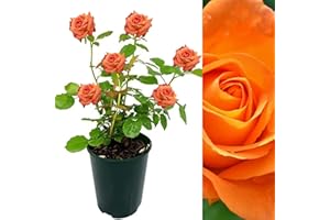 CARBETH PLANTS Rose Bush Whisky Mac - Floribunda Orange Rose Bush for The Garden in a 3 Litre Pot (1 Plant)