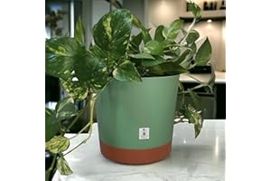 Mima Tus Plantas Macetero con Plato Incluido (25 cm x 24 cm x 21.5 cm, Verde)