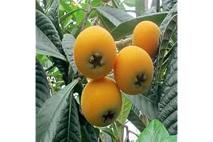 lamphle Graines de nèfle, 20pcs / Sac Graines de nèfle Protéines nutritives et juteuses incluses Graines de nèfle Naturelles Fleur Arbre fruitier Graines de légumes Graine de nèfle