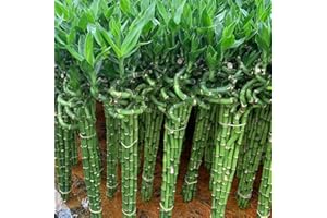 WJKWY-Q GlüCksbambus Pflanze Bambus Bonsai Samen Winterhart Lucky Bamboo Calathea Pflanze Bonzai Baum Deko Pflanzen Luftreinigende Zimmerpflanzen GrüNpflanzen Hydrokultur Pflanzen 20stüCk