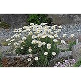 Spanisches Gänseblümchen Saatgut - 250 Samen Mehrjährig & Winterhart