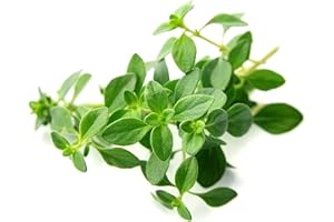 ACQUA TOWER GROWING SYSTEMS Mixed Herb Plants Selection - Rosemary + Thyme - 2 x Full Plants in 9cm Pots - Garden Plants - Outdoor Plants - Indoor Plants - Herb Plants - Garden Ready + Ready to Plant - Premium Quality Plants