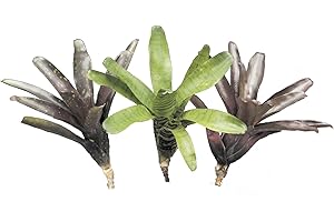 ALLTERRA Bromelien 3er Mix, ungetopft, Bromeliengewächs