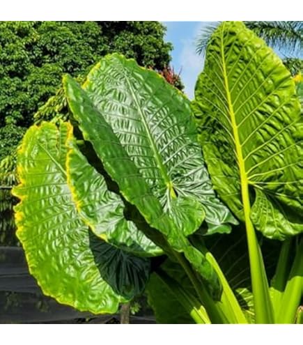 Bulbi Orecchia Di Elefante Colocasia - 5 Bulbi, Pianta Perenne, Per Vaso O Giardino - Foto 10