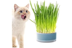 Rianpesn Hierba para Gatos - Jardineras hidropónicas | Cultivador Plantas para Gatos, Cajas propagación Desmontables, decoración del hogar para Gatos Catnip Planter